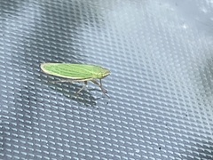 Draeculacephala angulifera