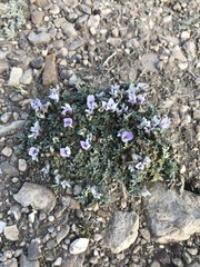 Astragalus kentrophyta tegetarius