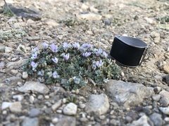 Astragalus kentrophyta tegetarius