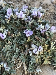 Astragalus kentrophyta tegetarius