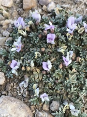 Astragalus kentrophyta tegetarius