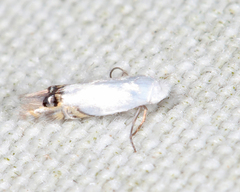 Paraleucoptera albella