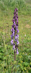 Aconitum leucostomum