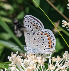 Plebejus samuelis