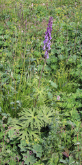 Aconitum leucostomum