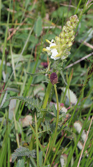 Pedicularis compacta