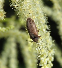 Araeopidius monachus