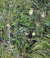 Pedicularis compacta