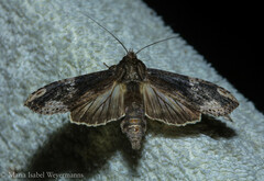 Nystalea ebalea