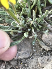 Packera werneriifolia