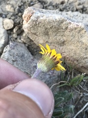 Packera werneriifolia