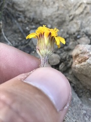 Packera werneriifolia