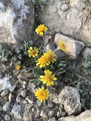 Packera werneriifolia