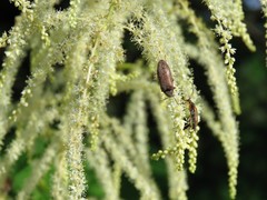Araeopidius monachus