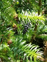 Anoplophora macularia