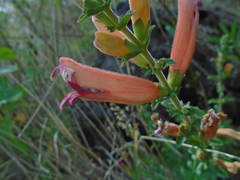 Lamourouxia rhinanthifolia