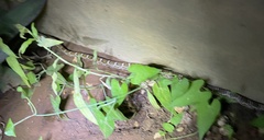 Pantherophis emoryi