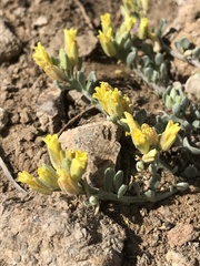 Physaria kingii kingii