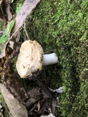 Russula