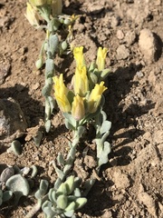 Physaria kingii kingii