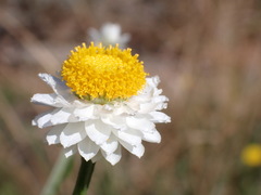 Ammobium alatum