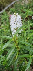 Veronica stenophylla