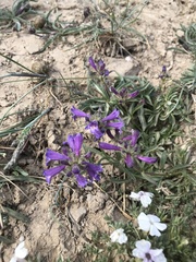 Penstemon heterodoxus heterodoxus