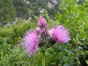 Cirsium alsophilum - Photo (c) Daniele Seglie, some rights reserved (CC BY-NC), uploaded by Daniele Seglie