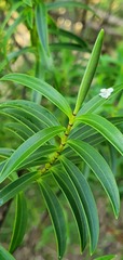 Veronica stenophylla
