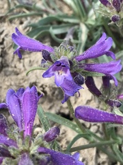 Penstemon heterodoxus heterodoxus