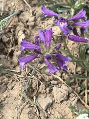 Penstemon heterodoxus heterodoxus