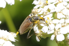 Acmaeops pratensis