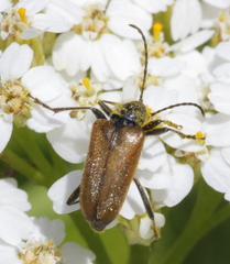 Acmaeops pratensis