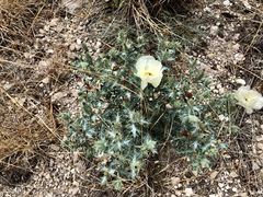 Argemone ochroleuca