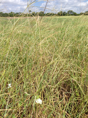 Digitaria bicornis