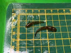 Rhinogobius rubromaculatus