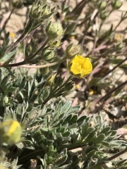 Potentilla morefieldii
