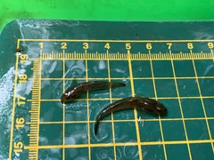 Rhinogobius rubromaculatus