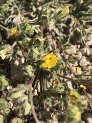 Potentilla morefieldii
