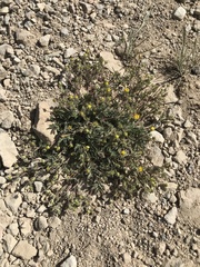Potentilla morefieldii