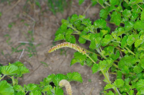 Image of Acalypha monostachya by (c) Michelle W. （鍾偉瑋）, some rights reserved (CC BY)