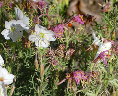 Oenothera nuttallii