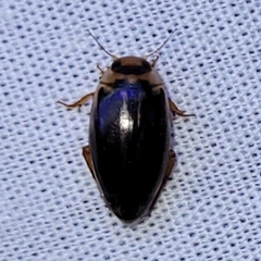 Coptotomus