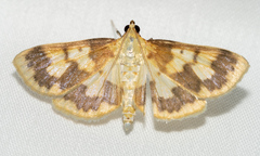Polygrammodes langdonalis