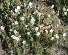 Oenothera nuttallii