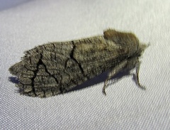 Cossinae