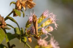 Cymaenes lepta