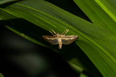 Marasmia trapezalis