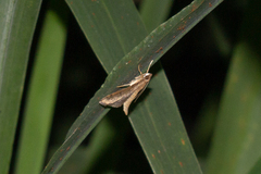 Marasmia trapezalis