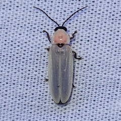 Photinus marginellus